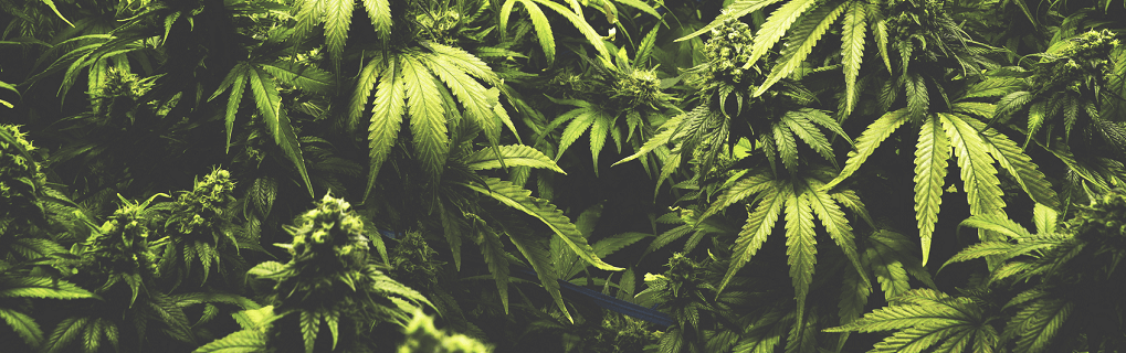 Marijuana plants