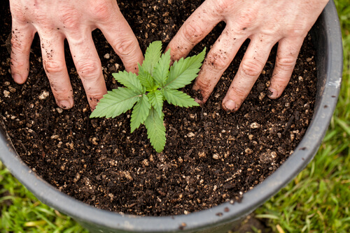 Growing Cannabis