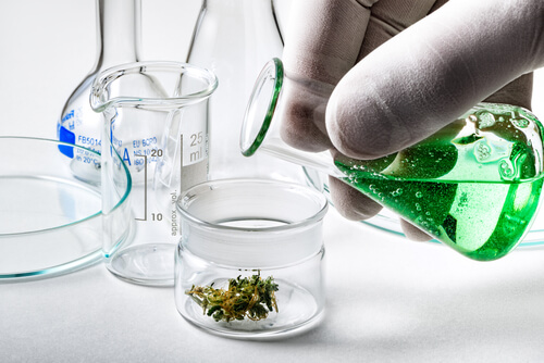 ,Cannabis Health Benefits