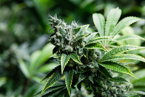 ,Cannatonic