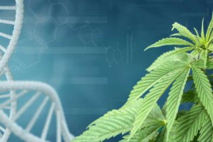 Breaking Down the Cannabis Plant